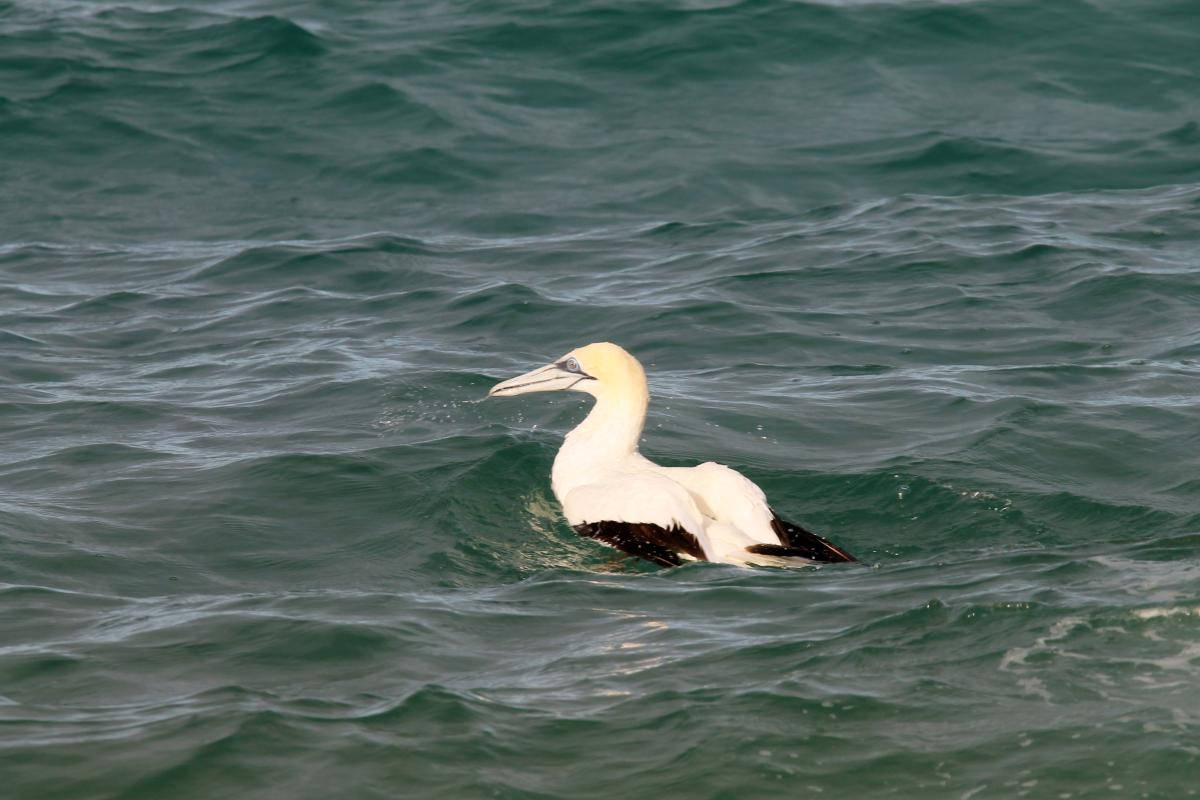 Australasian Gannet (Morus serrator)